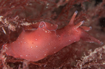 Aplysia punctata