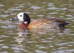 White-faced Whistling-duck 1