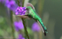 Green-Tailed Trainbearer