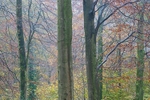 Fontwell Woods in rain