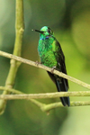 Green-crowned Brilliant (male) flashing, Costa Rica