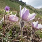 Spring pasque flower (Pulsatilla vernalis) 