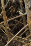 Green Kingfisher (female), Rio Esquinas, Costa Rica