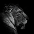 RLP_3689-1070