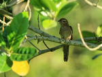 Plaintive Cuckoo (female) front, Mekong Delta, Vietnam