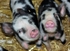 Anna's Piglets (13)