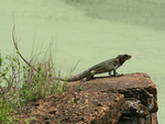 070115 Devils Island Iguana on Rock