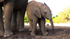 Elephant Baby 8
