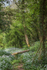 Wild Garlic Footpath