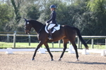 Unaffiliated Dressage portfolio