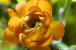 Flowers 16 - 08