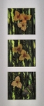 Rainforest Flowers