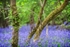 Bluebell Colour