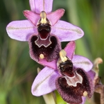 Ophrys &Atilde; sorrentini (O. bertolonii &Atilde; O. tenthredinifera)