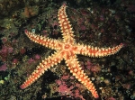 Marthasterias glacialis