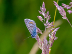 Common Blue