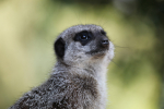 Merkat  _AGT056