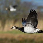 Barnacle Goose