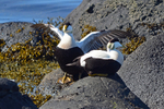 Eiders
