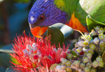 Lorikeet Feeding 8