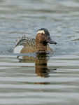 Garganey (drake) swimming head-on, Stratfield Brake, Oxfordshire