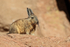 Close view of Viscacha, Chile
