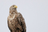 Sea Eagle, close view - Flatanger, Norway