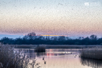 Starling Murmurations, Avalon Marshes_GS1127