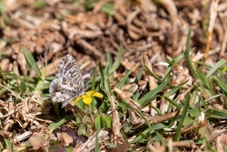 Butterfly Bush Bronze