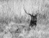 Bull Elk