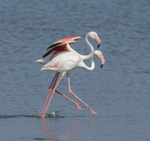 Greater Flamingo pair