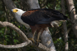 African Fish Eagle with fish in talons