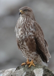 Buzzard
