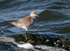 Dunlin