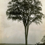 Old Elm Bristol New Brunswick