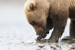 Grizzly Bear gently breaking open clam with claw, Alaska