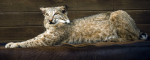 Bobcat -Chris Graves