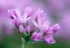 Alium Unifolium