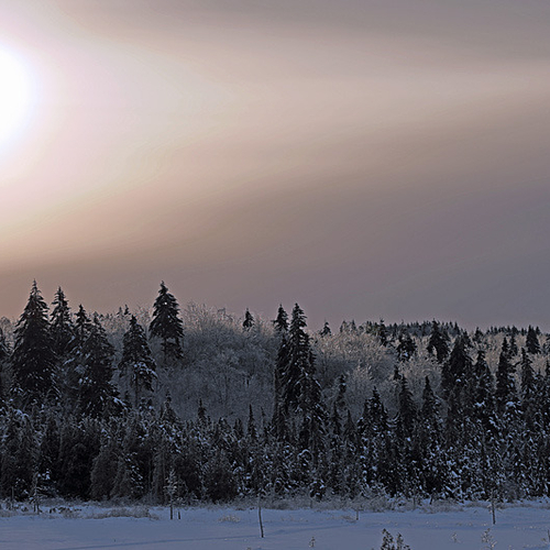 The partially obscured morning sun adds little warmth to a heavily frosted forest.