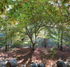 Beebe Woods, Falmouth - Fairy Light