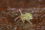 Calvatomina nr. superba