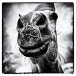 Horses mouth