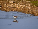 Green Sandpiper