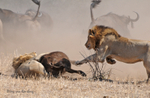 2nd Male Lion joining in