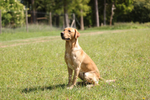United Retriever Club Novice Working Test Bucks Area 18th May 2025 portfolio