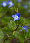 Common Field-speedwell - Veronica persica RPNP0027