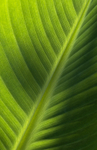 16th May Shades of Green
