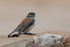Red-backed Sierra-Finch, El Tatio Geyser Field, Chile