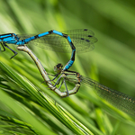 Common Blue Damselfly