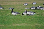 Barnacle Geese